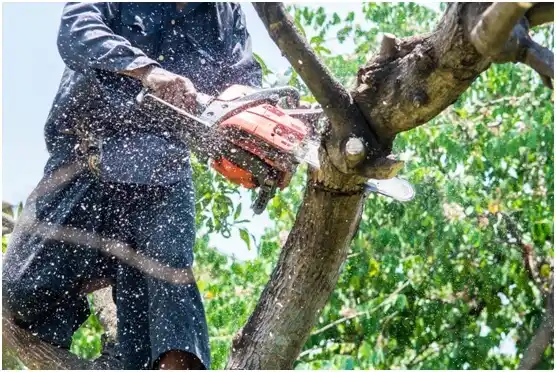 tree services Murchison